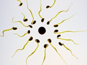 sperm