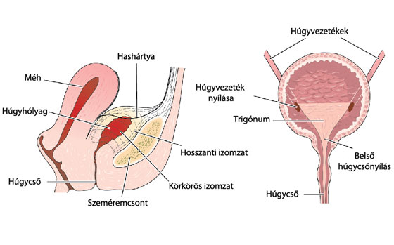 Krónikus prosztatagyulladás fibrózis Prosztata fibrózis terület